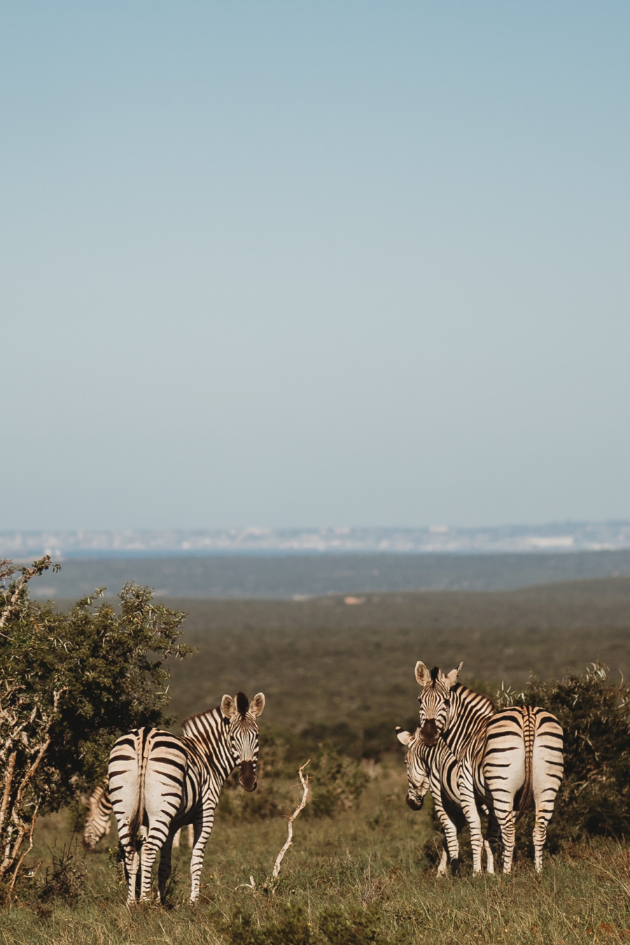 FIH Fotografie » Zuid Afrika